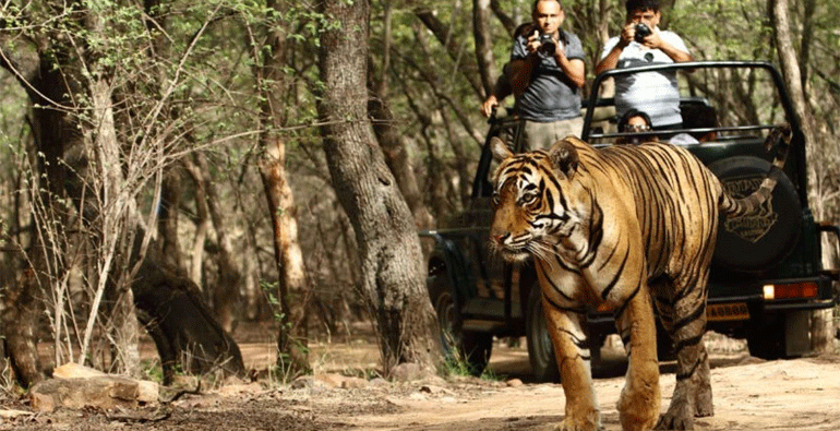 corbett image